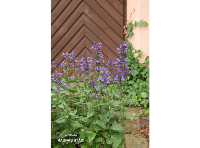 Nepeta   NEPTUNE = 'Bokratune'